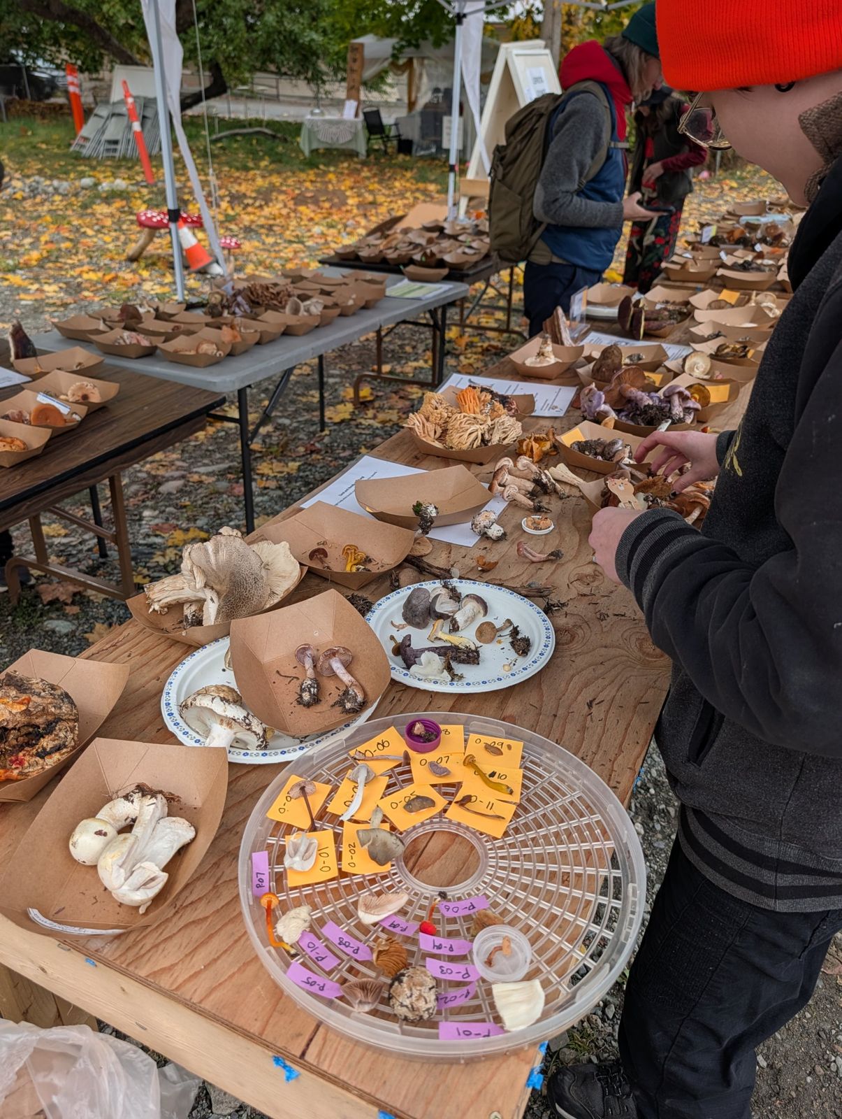 Long tables of mushrooms in kraft trays, with a tray of small numbered specimens in the foreground