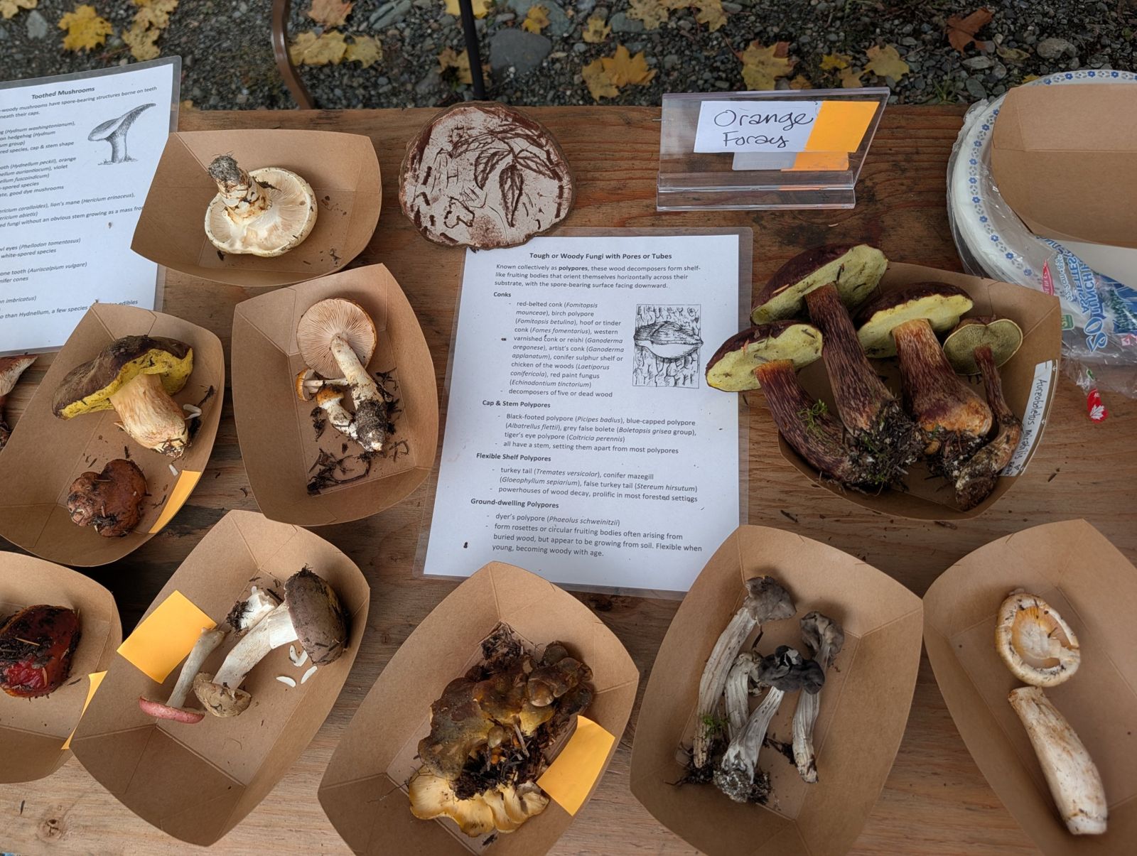Orange Foray table with boletes, a carved artist's conk and a laminated guide to polypores